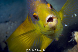 This Spanish Hogfish wanted me to back up.  Taken with a ... by Bob Edwards 